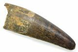 Fossil Spinosaurus Tooth - Feeding Worn Tooth #372868-1